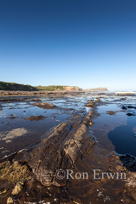 Jurassic Petrified Forest, NZ