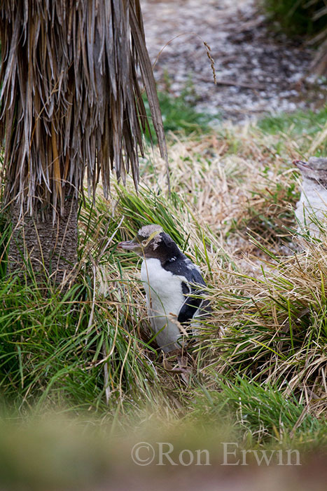 Moulting Yellow-eyed Penguin