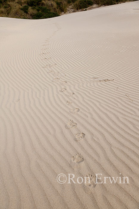 Penguin Tracks, NZ