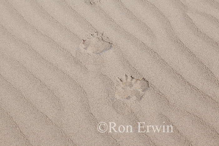 Penguin Tracks, NZ