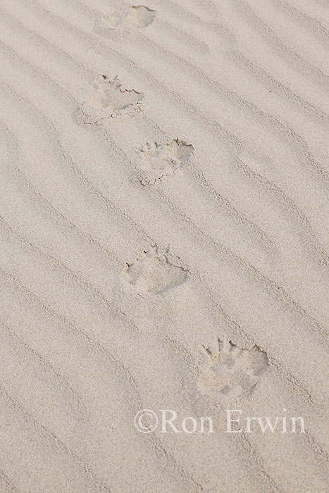 Penguin Tracks, NZ