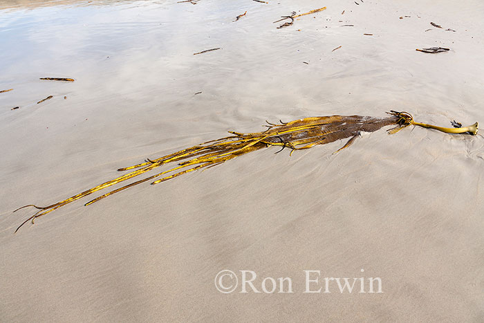 Kelp, Sandfly Bay, New Zealand