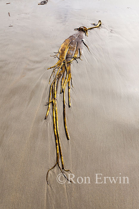 Kelp, Sandfly Bay, New Zealand