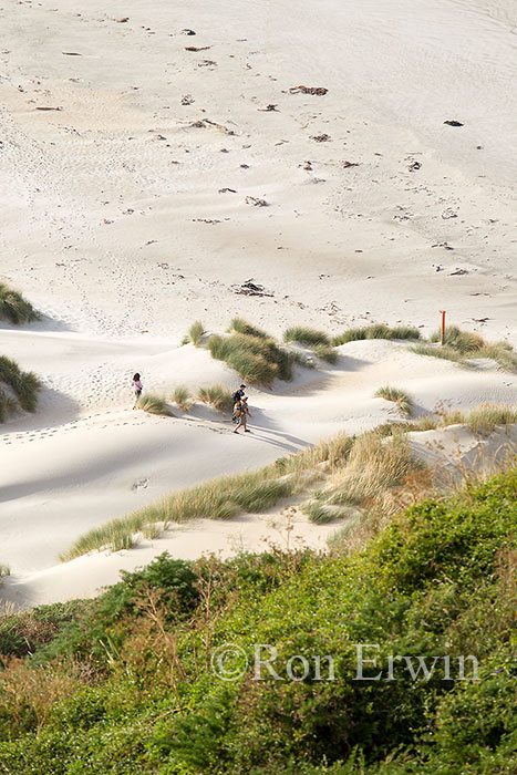 Sandfly Bay, New Zealand