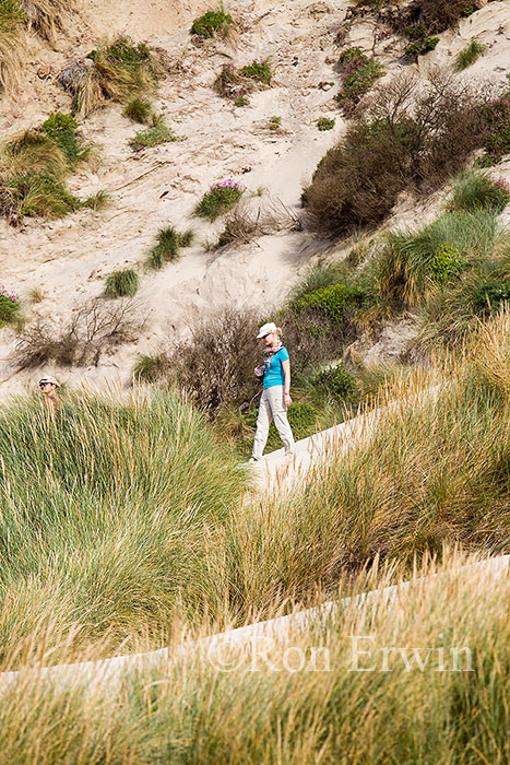 Sandfly Bay, New Zealand