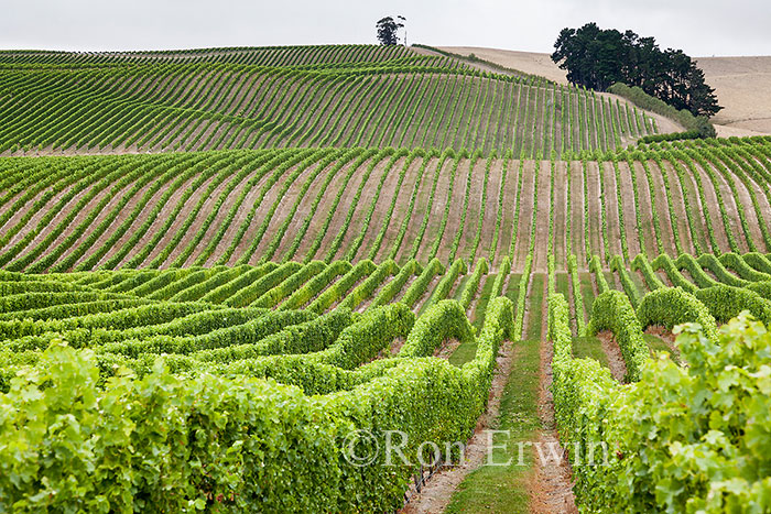 New Zealand Vineyards