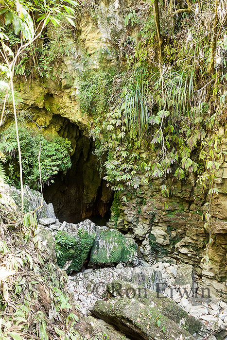 Ruakuri Natural Tunnel, NZ
