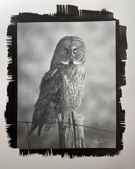 Great Gray Owl (# 1)