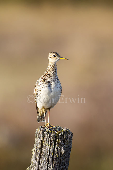 Upland Sandpiper