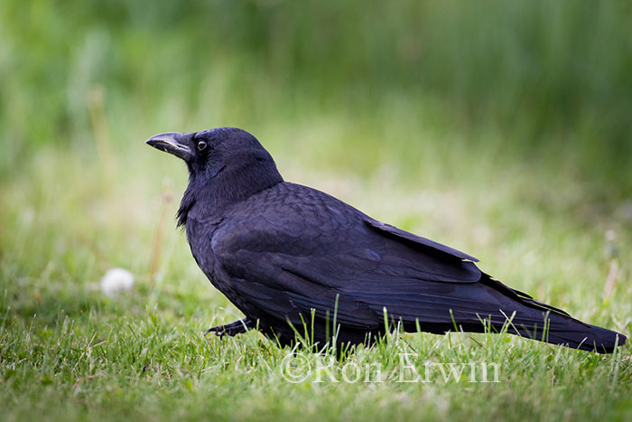 American Crow