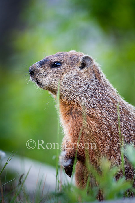 Groundhog
