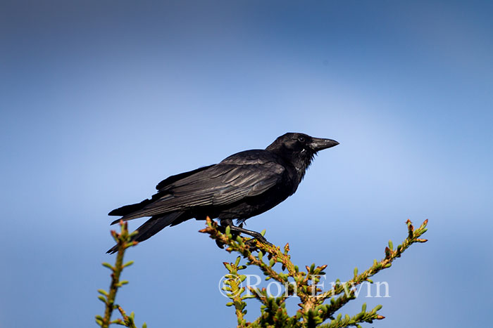 American Crow