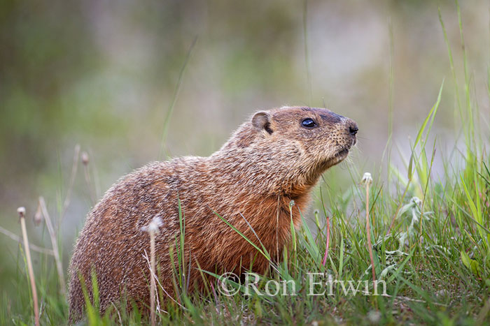 Groundhog