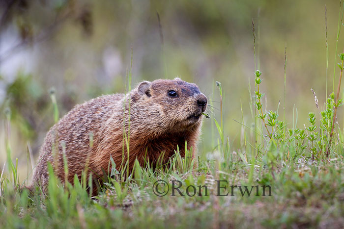 Groundhog