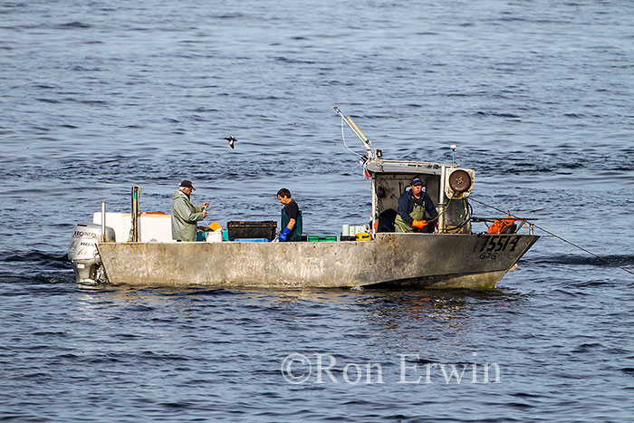 Fishing the Gulf of St. Lawrence