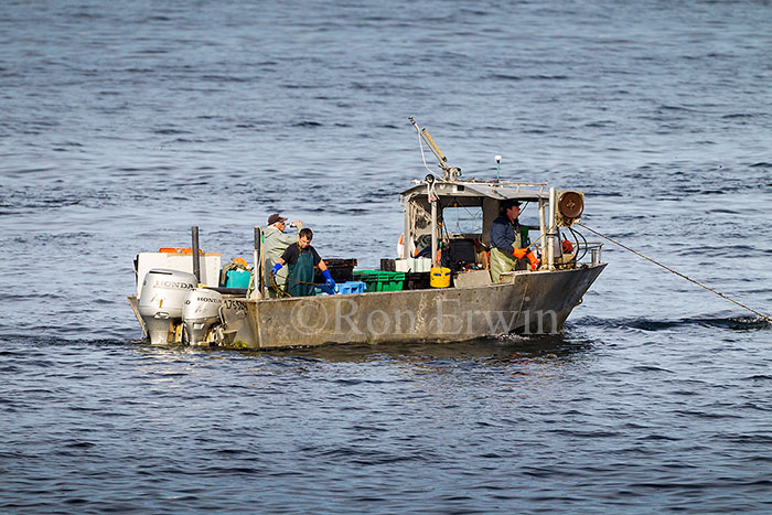 Fishing the Gulf of St. Lawrence