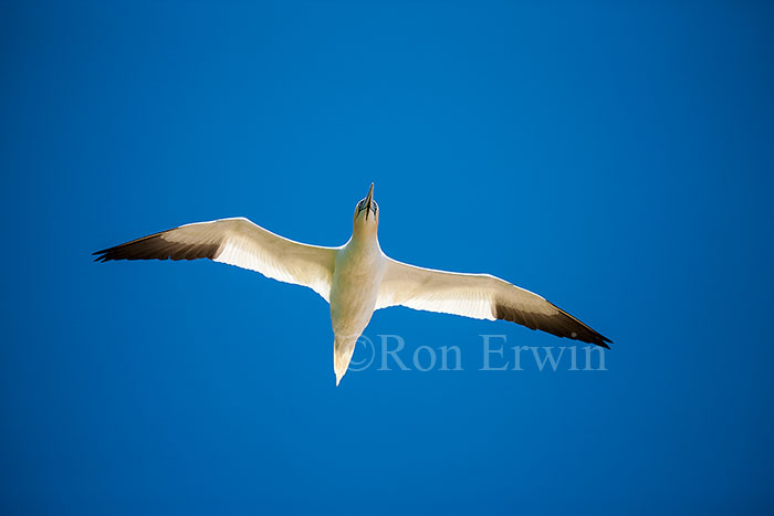 Northern Gannet in Flight