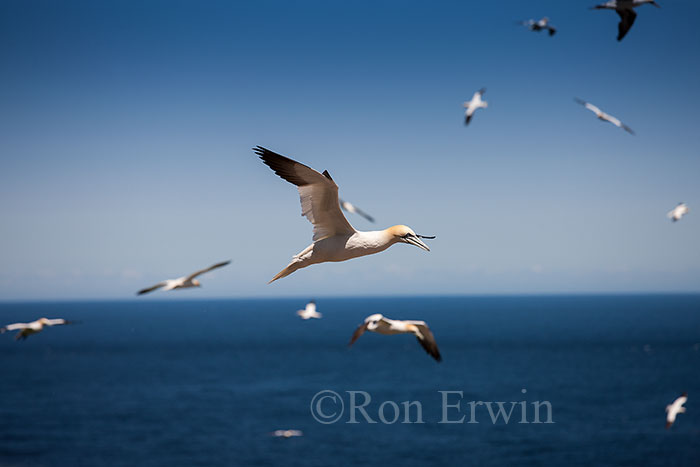 Northern Gannet in Flight