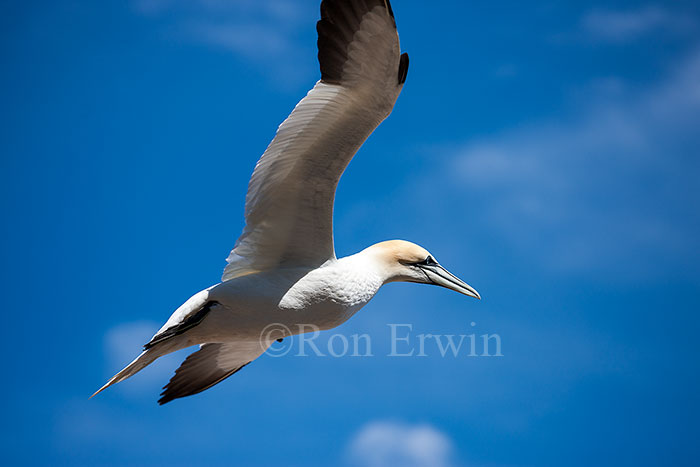 Northern Gannet in Flight