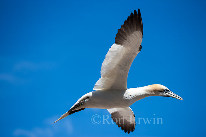 Northern Gannet in Flight