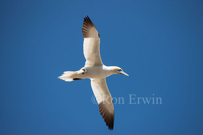 Northern Gannet in Flight