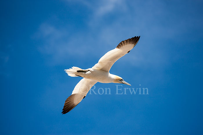 Northern Gannet in Flight
