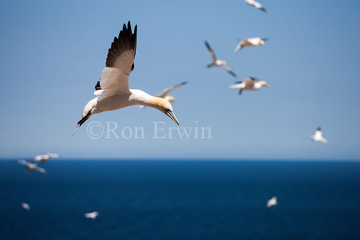 Northern Gannet in Flight