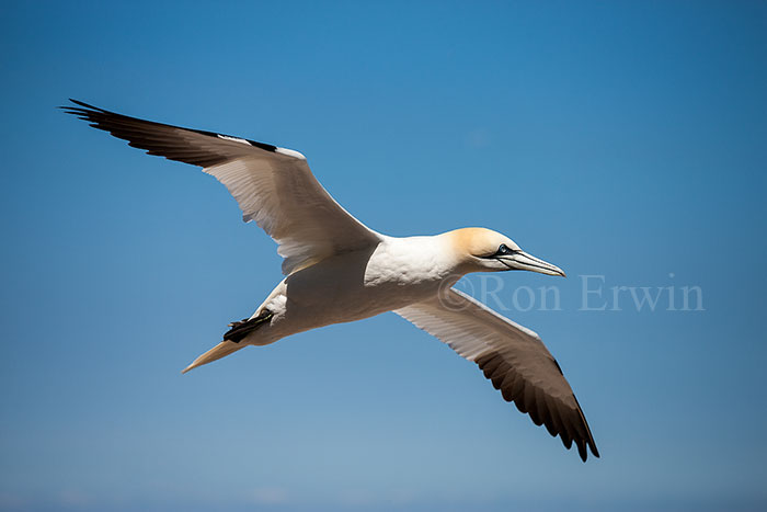 Northern Gannet in Flight