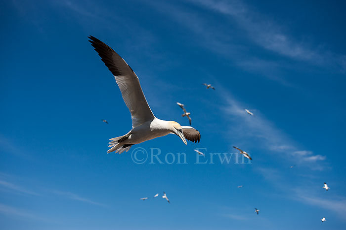 Northern Gannet in Flight
