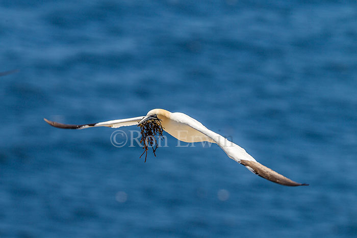 Northern Gannet in Flight