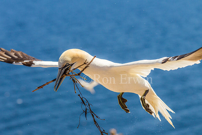 Northern Gannet in Flight