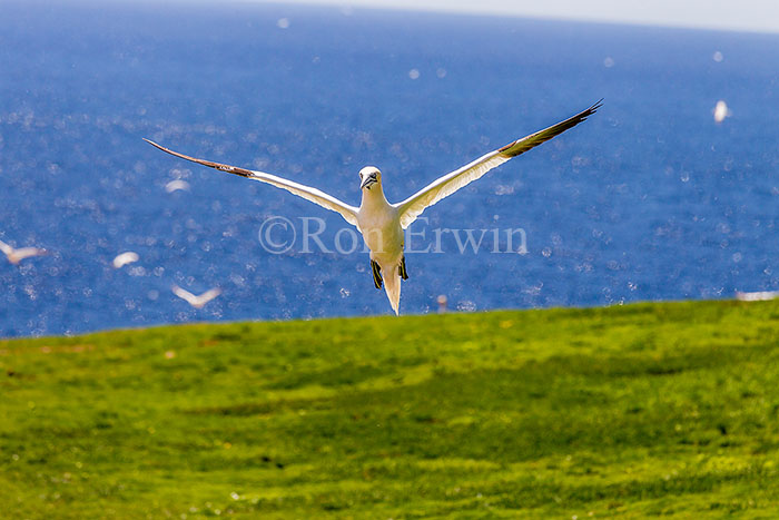 Northern Gannet in Flight