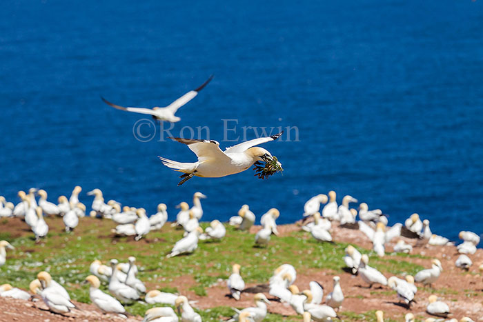 Northern Gannet Colony