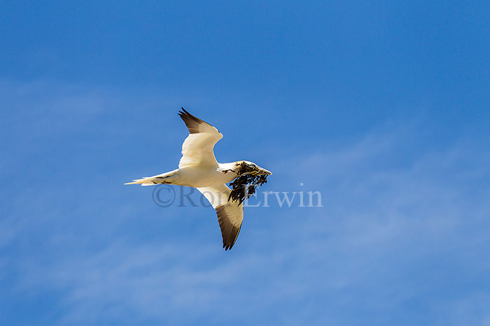 Northern Gannet in Flight