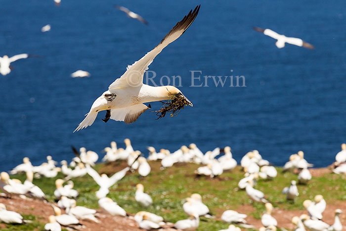 Northern Gannet in Flight