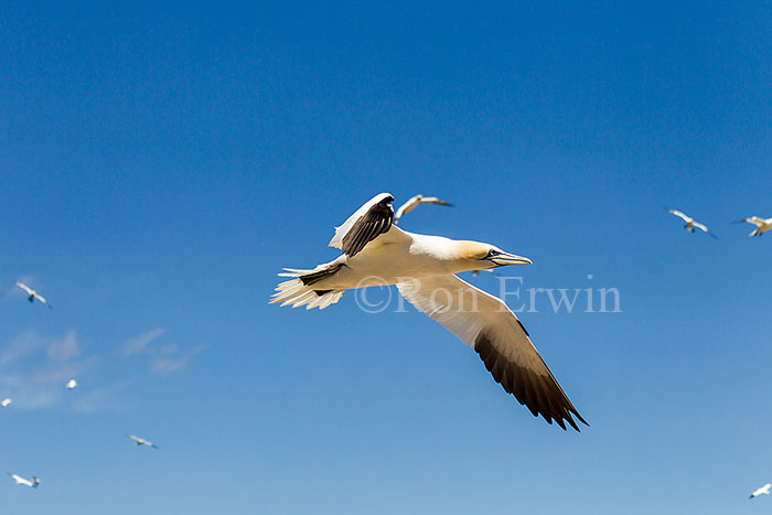 Northern Gannet in Flight