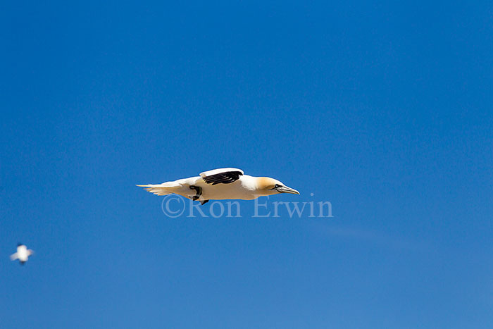 Northern Gannet in Flight