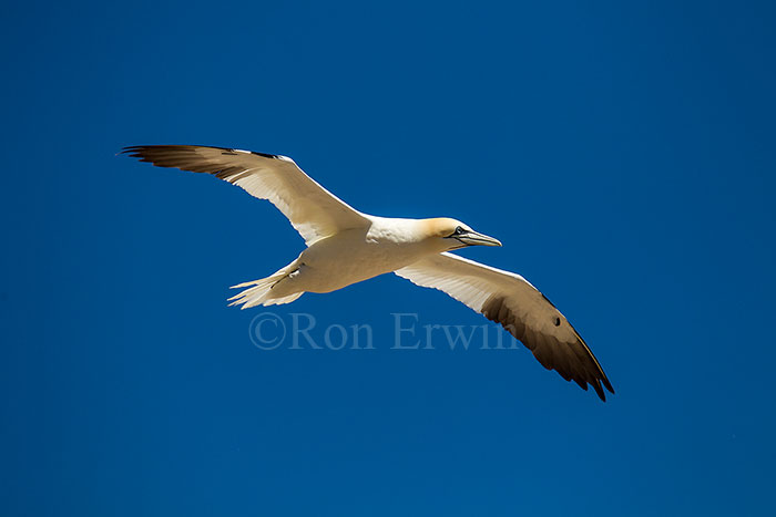 Northern Gannet in Flight