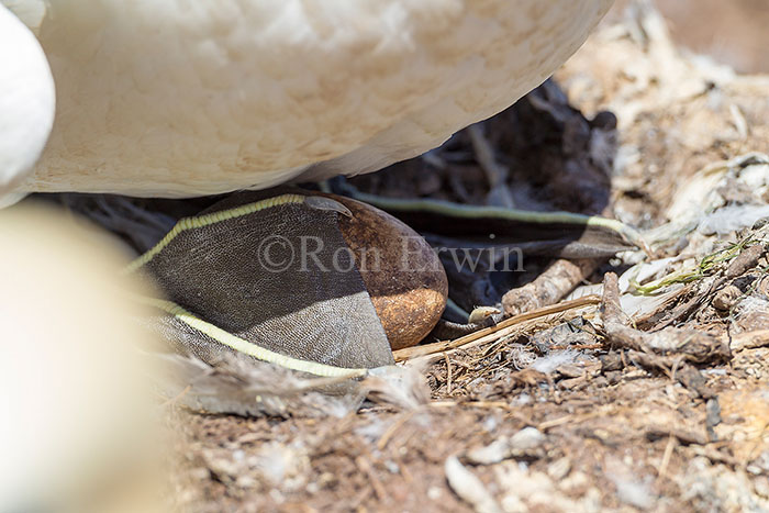 Northern Gannet Egg