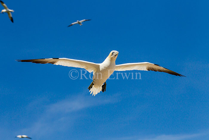 Northern Gannet in Flight