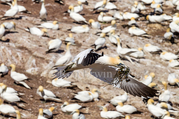 Northern Gannet Colony