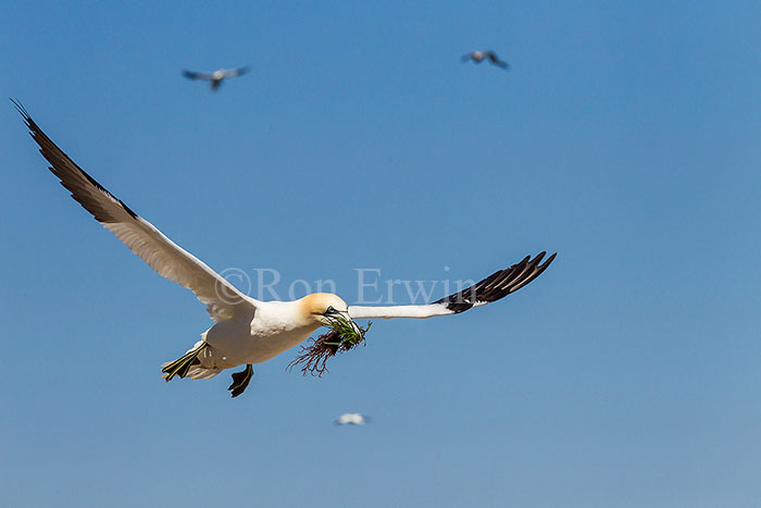 Northern Gannet in Flight