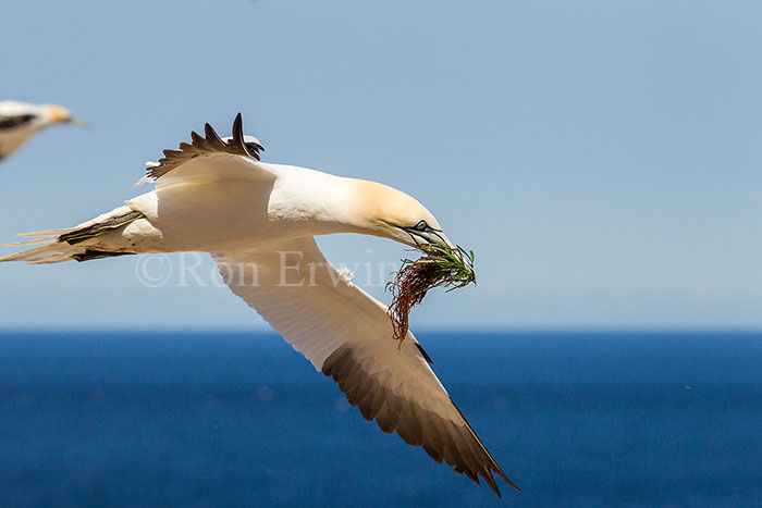 Northern Gannet in Flight