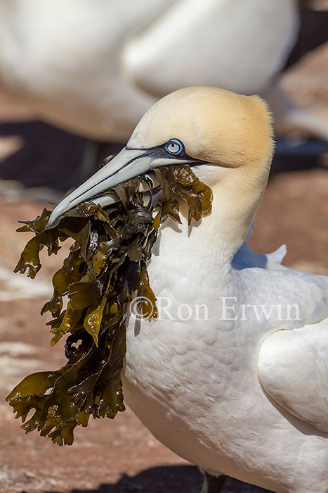 Northern Gannet