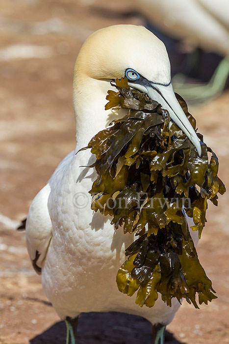 Northern Gannet