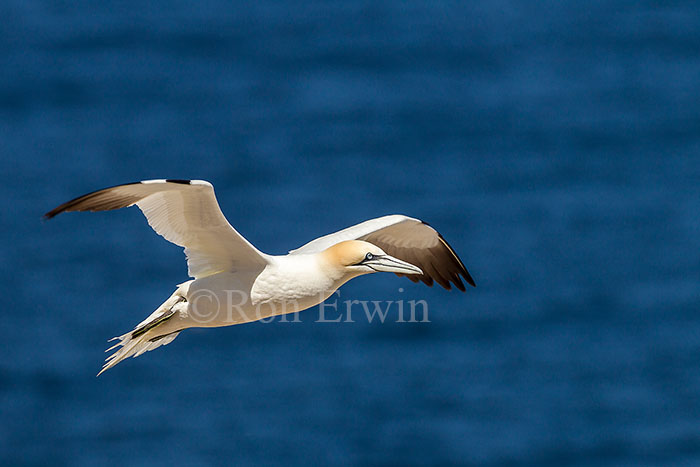 Northern Gannet in Flight