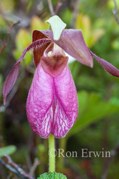 Pink Lady's Slipper