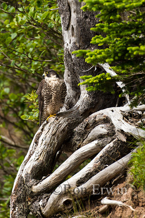 Peregrine Falcon