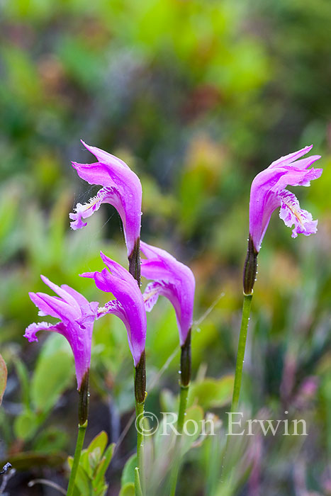 Arethusa Orchids