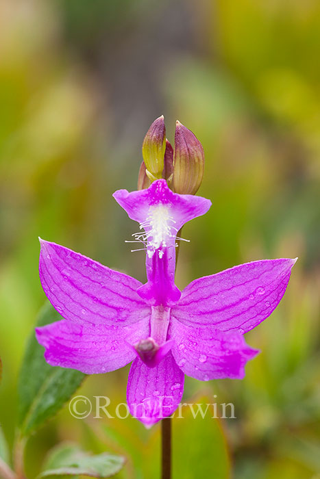 Grass Pink Orchid